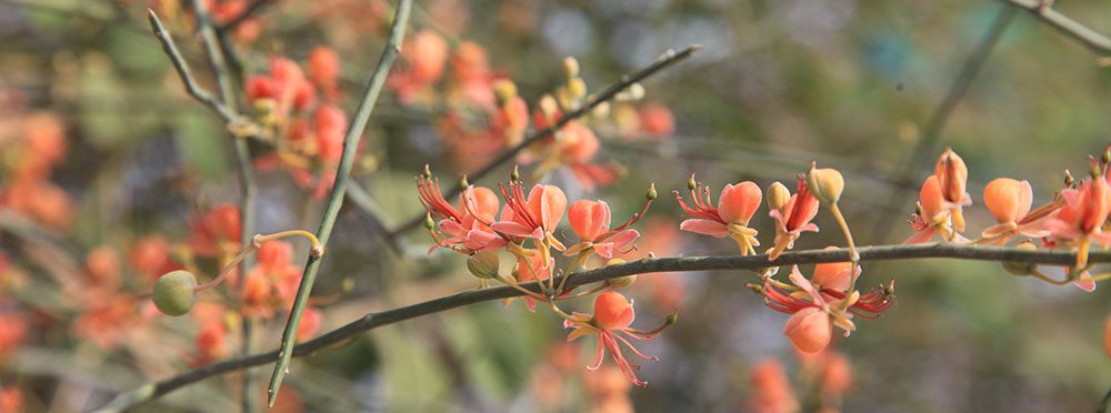 botanic_39